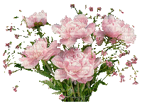 Peony Bouquet - Free animated GIF