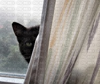 Kitty Cat - nemokama png