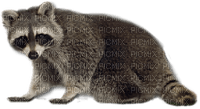 raccoon bp - png gratis