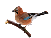 chantalmi  gif oiseau - GIF animasi gratis