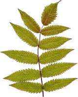 kikkapink deco leaves autumn - kostenlos png