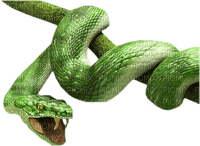 serpent - ingyenes png