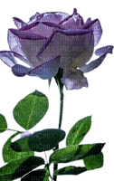 rose bleue - png grátis