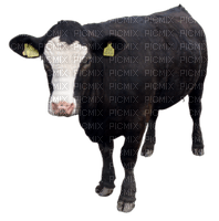 Kaz_Creations Cow - besplatni png