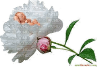 rosa,bébé-l - безплатен png