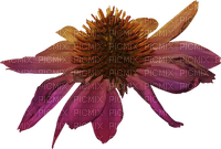 dolceluna flower deco daisy - 免费PNG