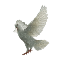dove katrin - 免费PNG