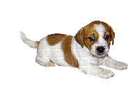 ani hund-dog - 無料のアニメーション GIF