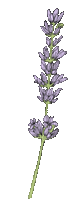 Lavande.Lavender.Fleur.Plants.Victoriabea - Nemokamas animacinis gif