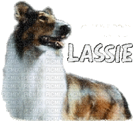 lassie - Zdarma animovaný GIF