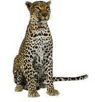 leopard milla1959 - 無料png