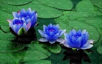 lotus boudha - darmowe png
