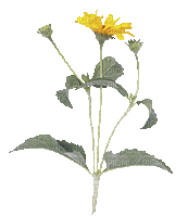 fleur jaune.Cheyenne63 - Besplatni animirani GIF
