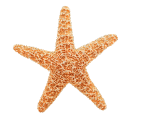 sea shells bp - Безплатен анимиран GIF