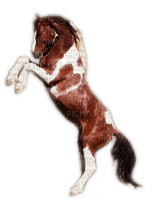 Rena Wildpferd Horse Pferd - zadarmo png
