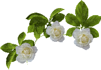 spring white roses - GIF animé gratuit