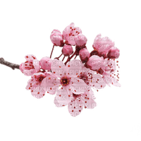 Spring Blossom - Free PNG