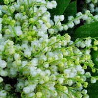 Lily of the Valley jpg background