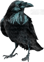 corbeau - nemokama png