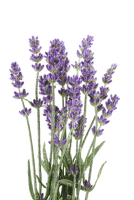 Flowers purple bp - png grátis