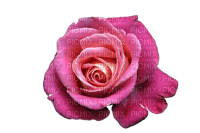 Trandafir 15 - png gratis