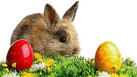 Easter bunny.Pâques.Pascua.Rabbit.Lapin.Conejo.Victoriabea