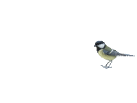 pajaro - Darmowy animowany GIF