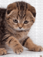 Chat - Free animated GIF