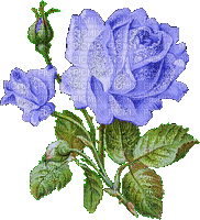 rose bleues - Free animated GIF