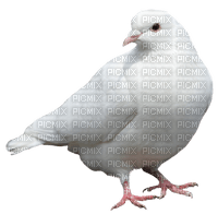 colombes - gratis png