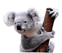 Australia animals koala bp - ilmainen png