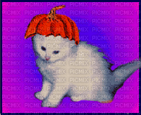 cat with hats - GIF animado gratis