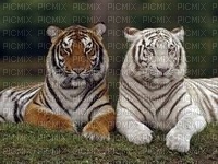 tigre - ingyenes png