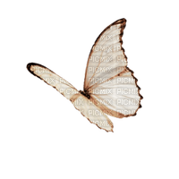 Butterfly - Free PNG