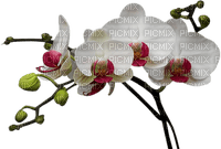 flower,fleur - zdarma png
