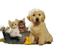 chats et chien - darmowe png