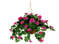 Кашпо с цветами - безплатен png