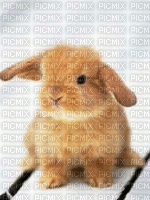 lapin - Darmowy animowany GIF