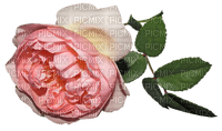 kukka fleur flower, ruusu, rose - Free PNG