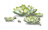 Flower, Flowers, Water,  Green, Yellow - 𝔍𝔦𝔱𝔱𝔢𝔯.𝔅𝔲𝔤.𝔊𝔦𝔯𝔩 - Free PNG