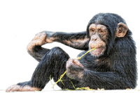 Kaz_Creations Animals Monkey - kostenlos png