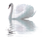 swan rox - png gratis