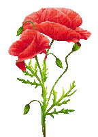 soave deco flowers poppy branch red animated - Free animated GIF