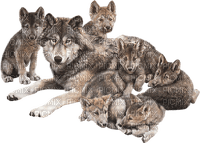 wolf family - besplatni png
