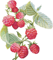 raspberry Bb2 - png gratuito