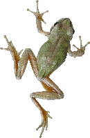 frog gif (created with gimp) - 免费动画 GIF