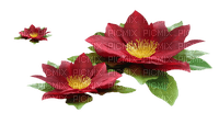 Flores de agua - PNG gratuit