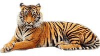 tiger katrin - фрее пнг