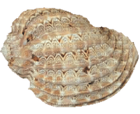 Shells katrin - 免费PNG