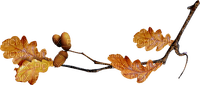 Branch with autumn leaves - δωρεάν png